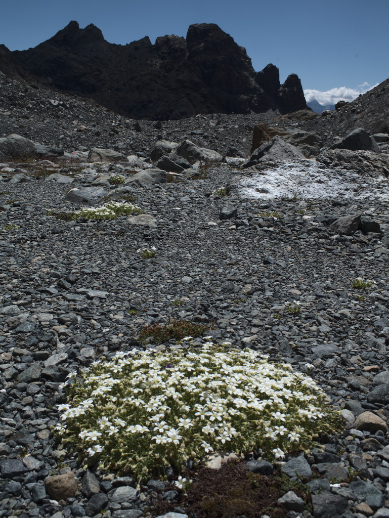 Peverina dei ghiaioni (Cerastium uniflorum)