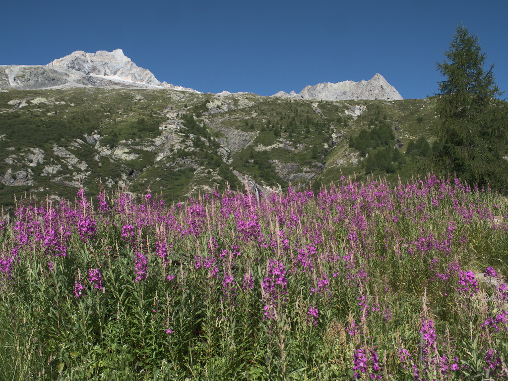 Alpe Vazzeda