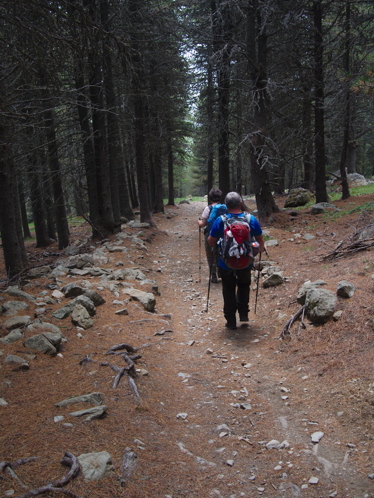 Bosco dell
