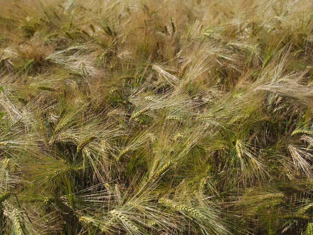 Orzo