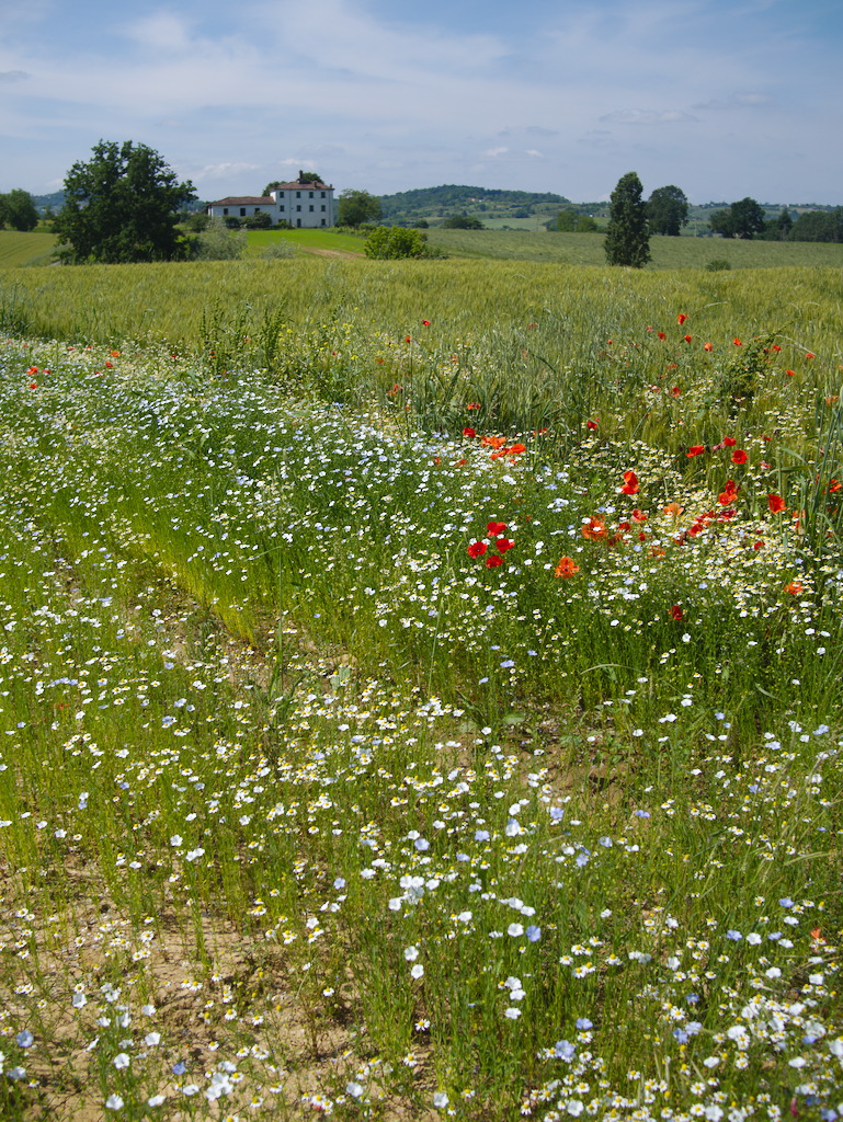 Fiori di lino
