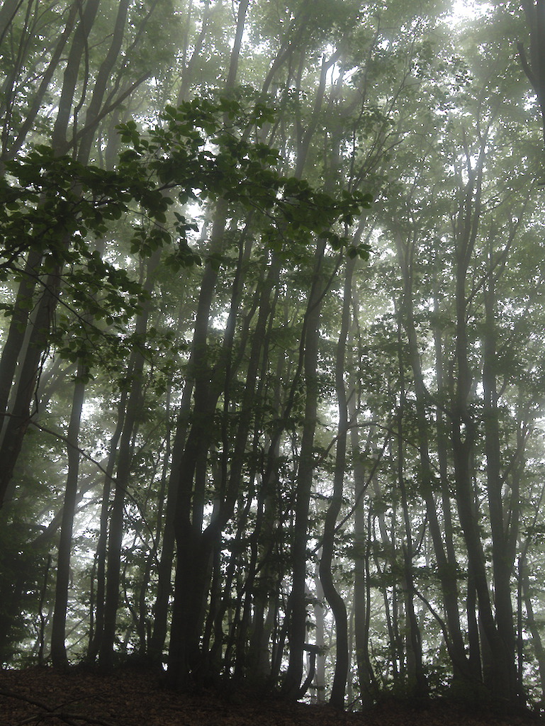 Faggi nella nebbia