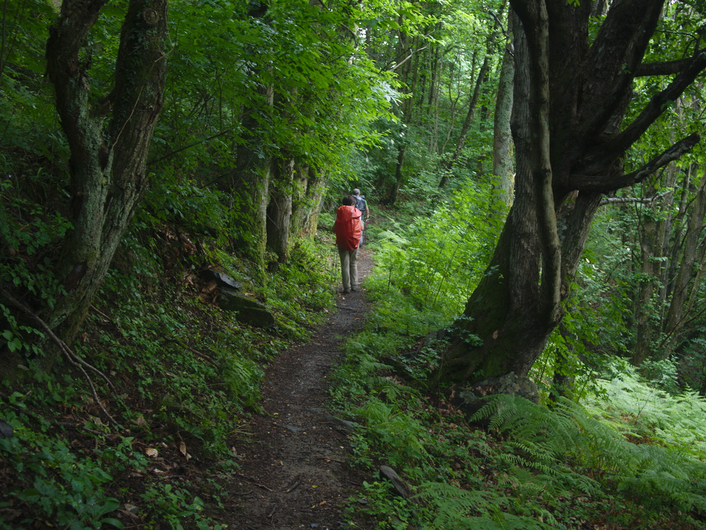 Nel castagneto