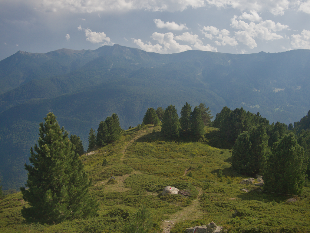 Bosco dell