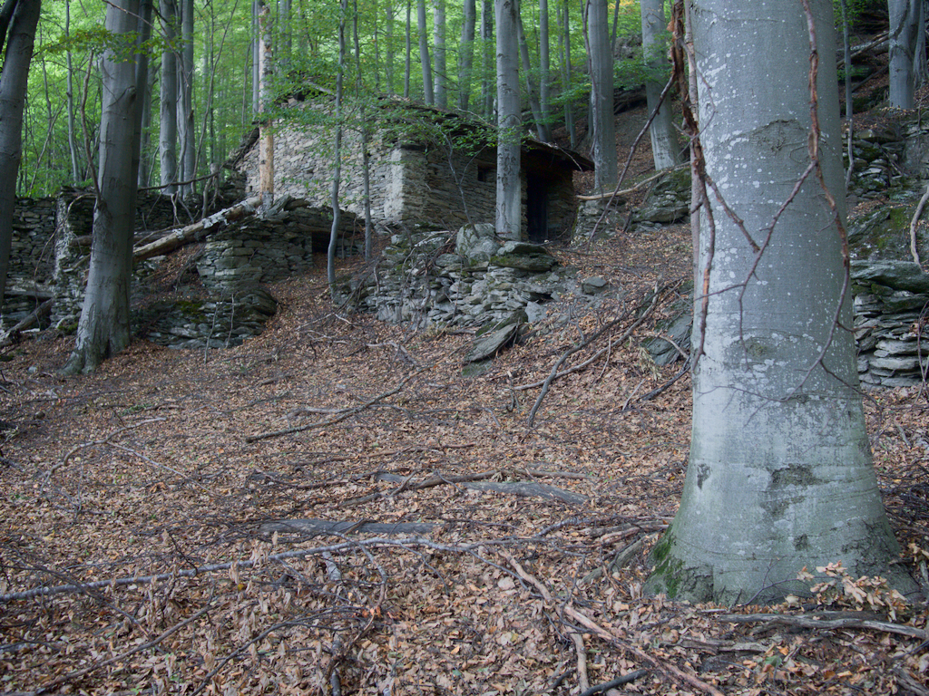 Faggeta