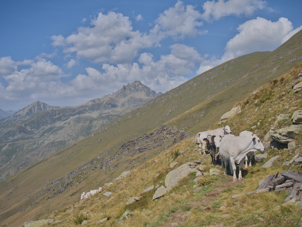 Vitelli piemontesi e Cima delle Lobbie